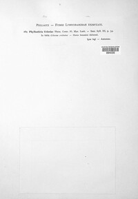 Image of Ascochyta celosiae